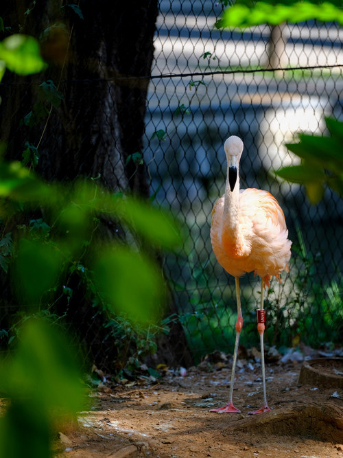 感受中画幅的极致魅力 富士GFX50S搭配GF2