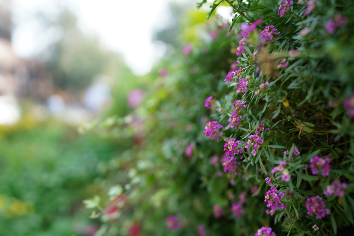 同级别中最轻巧 索尼G大师镜头FE 24mm F1.4