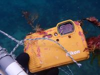尼康相机掉进海里一年后还能开机使用
