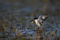 年末升级指南：用尼康记录重要时刻