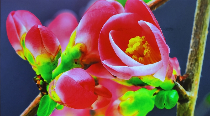 激光电视排行榜_激光电视品牌排行榜,峰米C2激光电视榜上有名