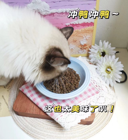 敏感玻璃胃猫猫家长看过来！小宠千亿益生菌粮测评(图3)