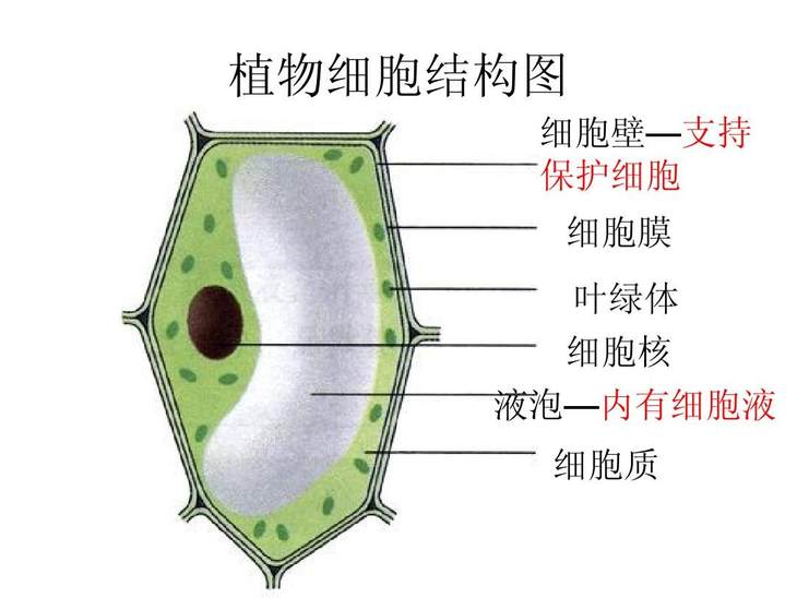 植物细胞结构图 平面图片