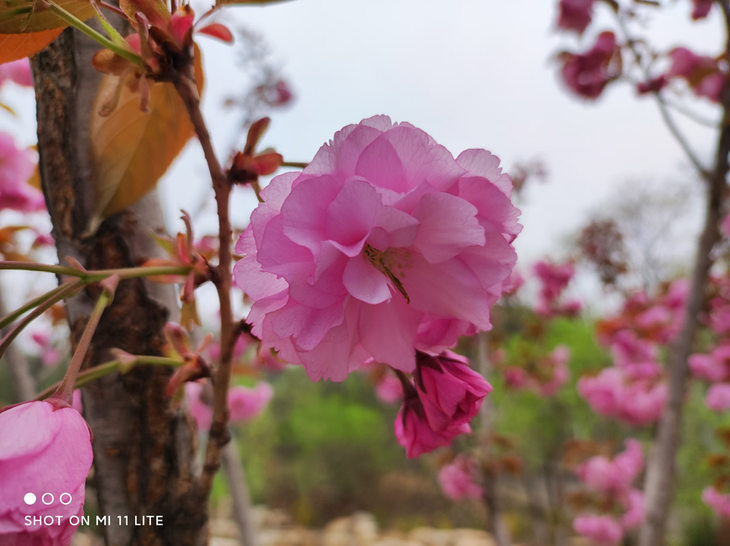 当下最轻薄的5g手机小米11青春版评测